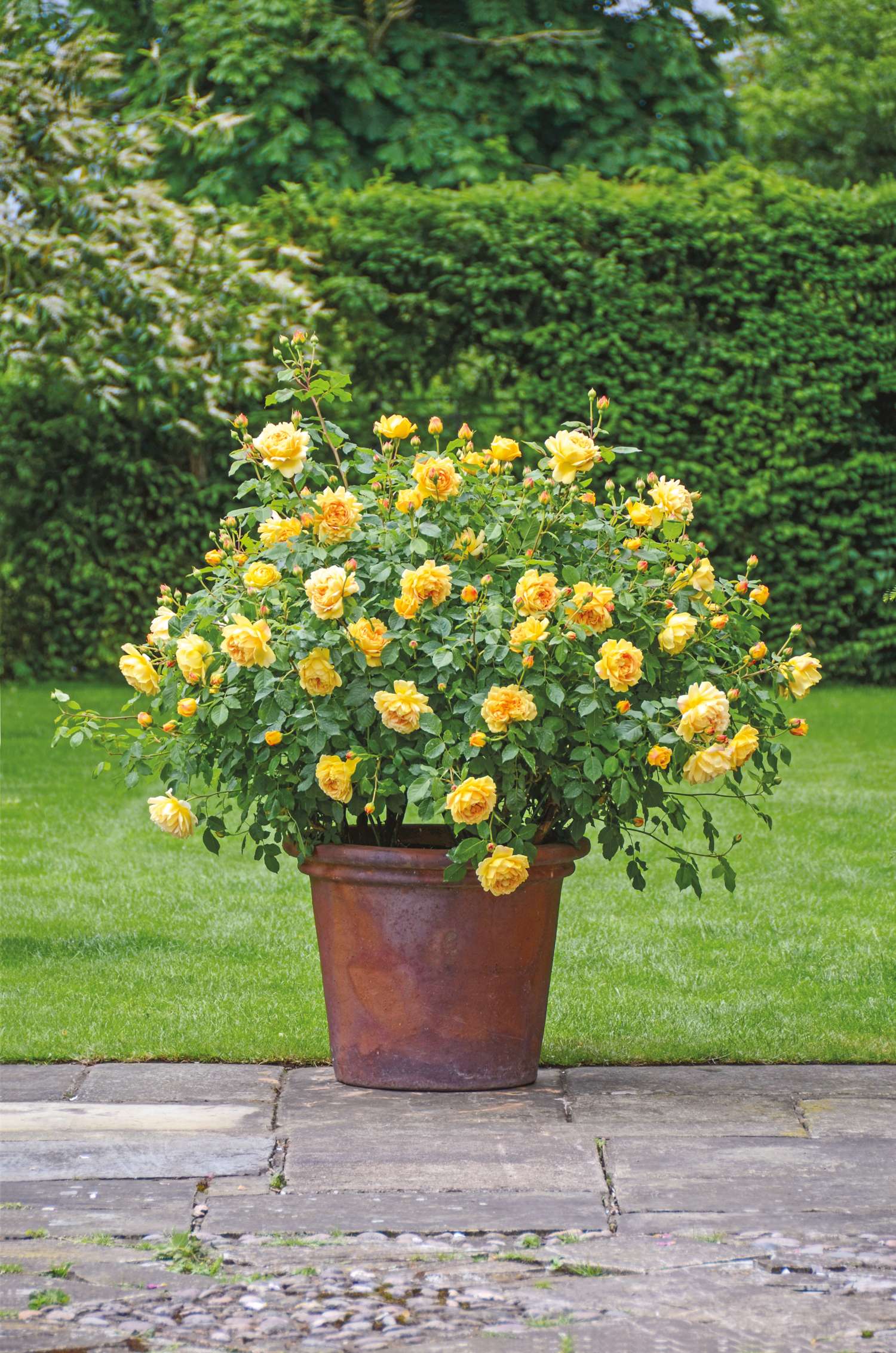 Rose 'Golden Celebration®' (Ausgold)